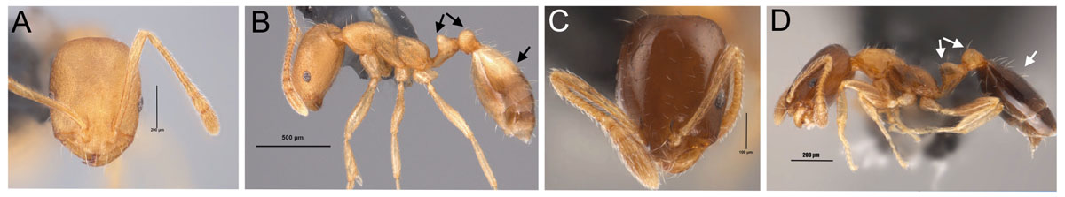 Fig. 24